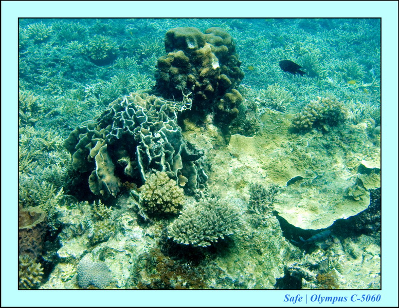 2008 - 07 - Redang - 029